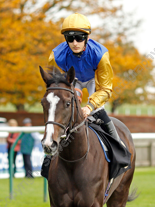 Calatrava-0001 
 CALATRAVA (Harry Bentley)
Newmarket 23 Oct 2019 - Pic Steven Cargill / Racingfotos.com