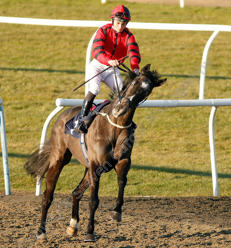 Greybychoice-0002 
 GREYBYCHOICE (Eoin Walsh) before winning a walk-over for The Ladbrokes Home Of The Odds Boost Novice Stakes
Lingfield 23 Feb 2019 - Pic Steven Cargill / Racingfotos.com