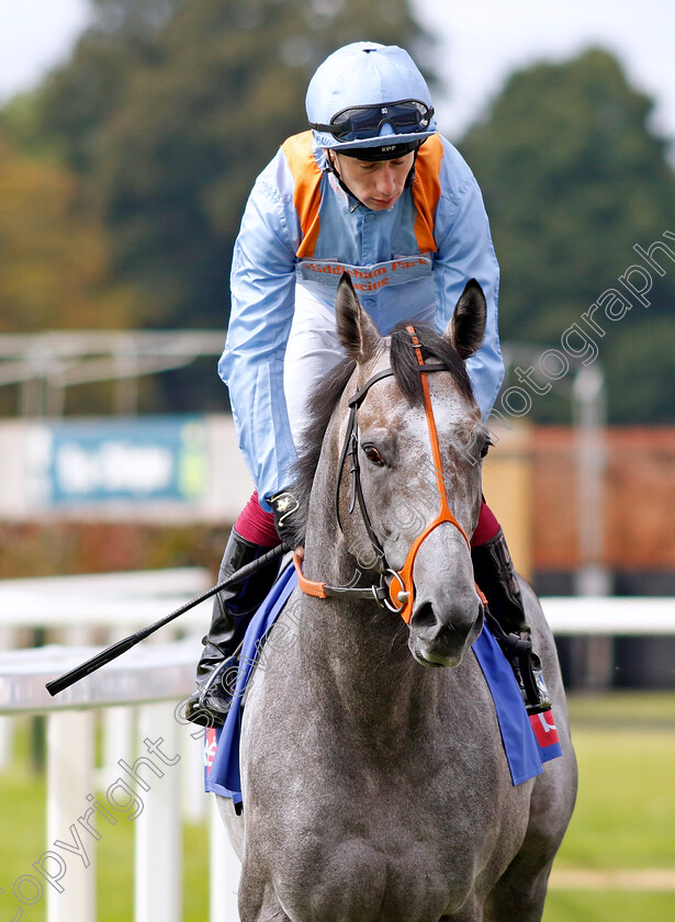 Shouldvebeenaring-0001 
 SHOULDVEBEENARING (Oisin Murphy)
York 24 Aug 2024 - Pic Steven Cargill / Racingfotos.com