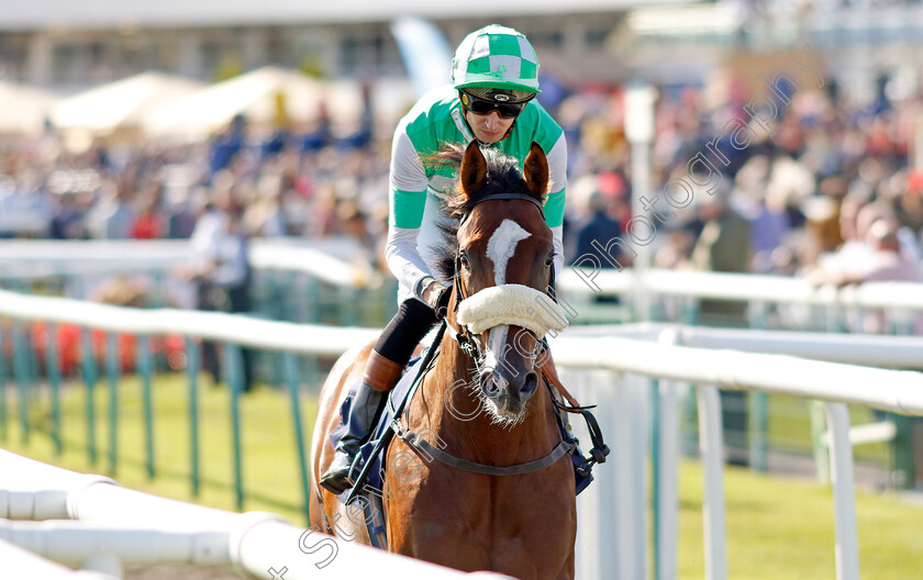 Mr-Lightside-0001 
 MR LIGHTSIDE (Alistair Rawlinson)
Doncaster 13 Sep 2024 - Pic Steven Cargill / Racingfotos.com