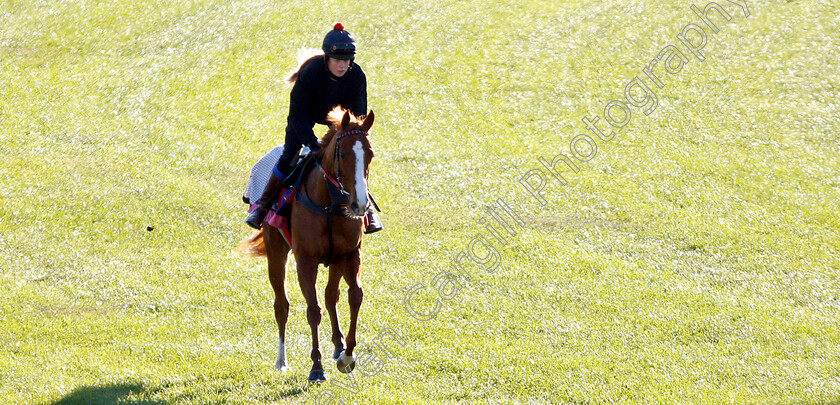 East-0002 
 EAST exercising ahead of the Breeders' Cup Juvenile Fillies Turf
Churchill Downs USA 29 Oct 2018 - Pic Steven Cargill / Racingfotos.com