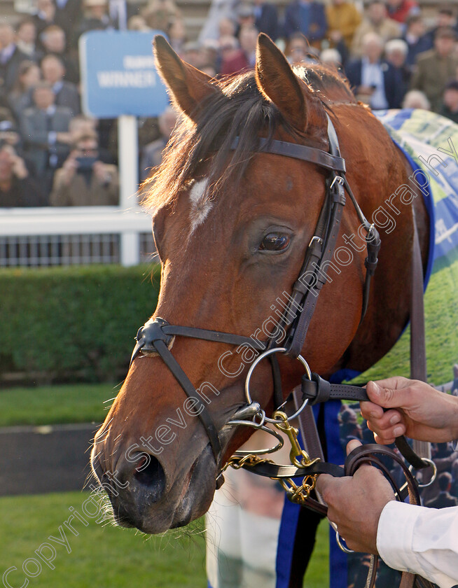 City-Of-Troy-0019 
 CITY OF TROY winner of The Dewhurst Stakes
Newmarket 14 Oct 2023 - Pic Steven Cargill / Racingfotos.com