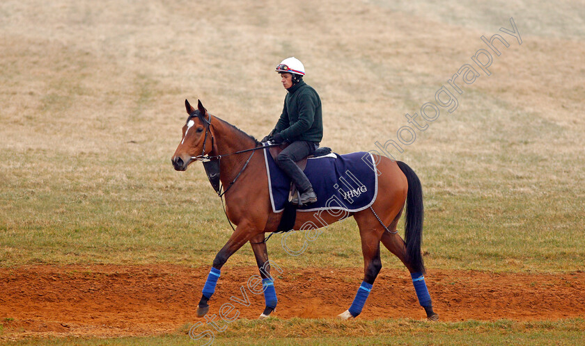 Enable-0007 
 ENABLE on her way back to the stables after cantering at Newmarket 24 Mar 2018 - Pic Steven Cargill / Racingfotos.com