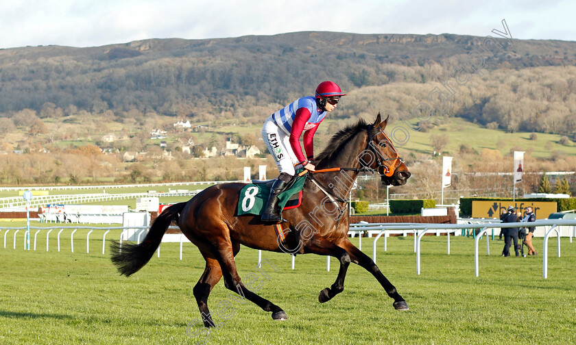 Timeless-Beauty-0001 
 TIMELESS BEAUTY (Adrian Heskin)
Cheltenham 10 Dec 2021 - Pic Steven Cargill / Racingfotos.com