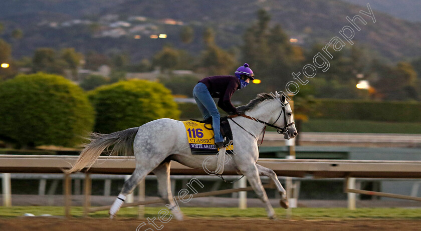 White-Abarrio-0001 
 WHITE ABARRIO training for The Breeders' Cup Classic
Santa Anita USA, 30 Oct 2023 - Pic Steven Cargill / Racingfotos.com