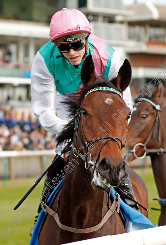 Gavota-0001 
 GAVOTA (James Doyle) Newmarket 13 Oct 2017 - Pic Steven Cargill / Racingfotos.com