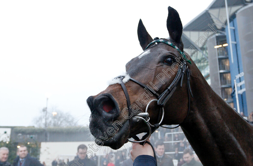 Altior-0012 
 ALTIOR after The Matchbook Clarence House Chase
Ascot 19 Jan 2019 - Pic Steven Cargill / Racingfotos.com