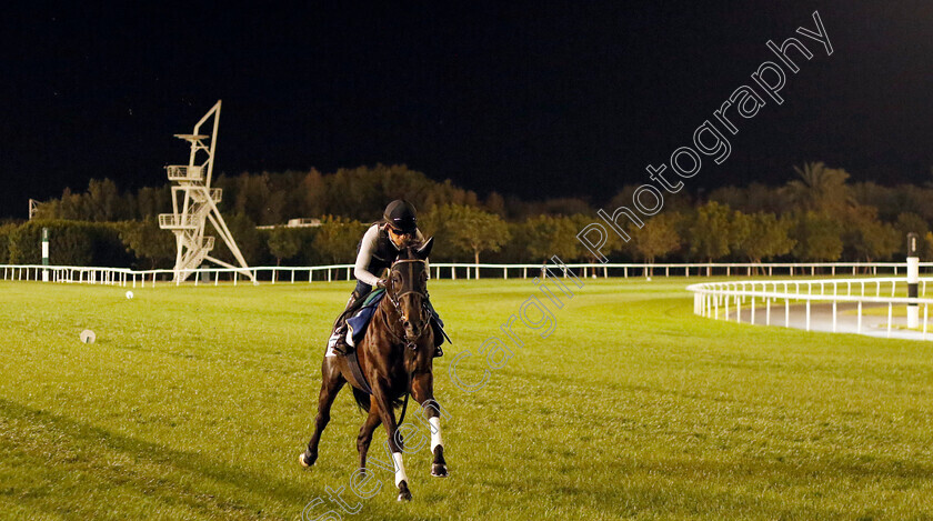 Shahryar-0002 
 SHAHRYAR training for The Sheema Classic
Meydan, Dubai, 22 Mar 2023 - Pic Steven Cargill / Racingfotos.com