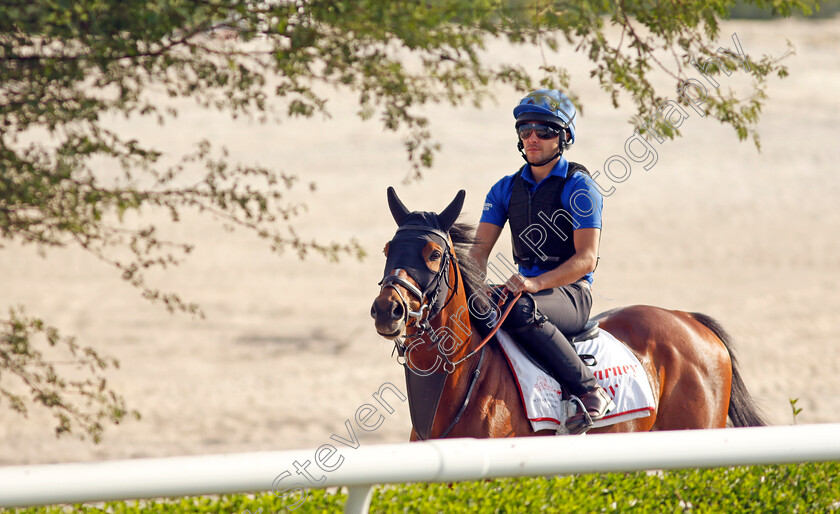 Barney-Roy-0002 
 BARNEY ROY exercising in preparation for Friday's Bahrain International Trophy
Sakhir Racecourse, Bahrain 18 Nov 2021 - Pic Steven Cargill / Racingfotos.com