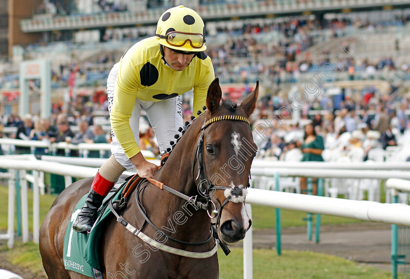 Cold-Case-0001 
 COLD CASE (Andrea Atzeni) winner of The Weatherbys Scientific £300,000 2-y-o Stakes
Doncaster 8 Sep 2022 - Pic Steven Cargill / Racingfotos.com