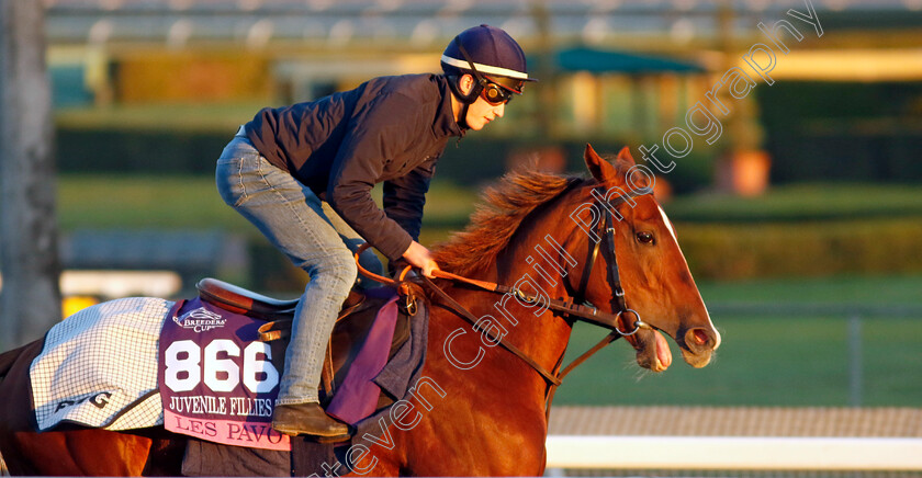 Les-Pavots-0002 
 LES PAVOTS training for The Breeders' Cup Juvenile Fillies Turf
Santa Anita 2 Nov 2023 - Pic Steven Cargill / Racingfotos.com