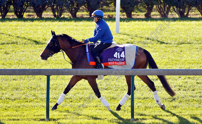 Wild-Illusion-0001 
 WILD ILLUSION exercising ahead of the Breeders' Cup Filly & Mare Turf 
Churchill Downs USA 29 Oct 2018 - Pic Steven Cargill / Racingfotos.com