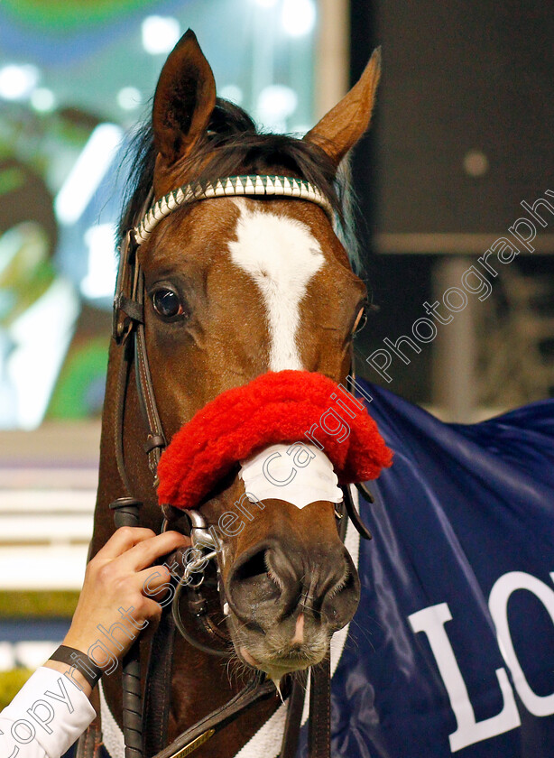 Hot-Rod-Charlie-0016 
 HOT ROD CHARLIE after The Al Maktoum Challenge (Round 2)
Meydan, 4 Feb 2022 - Pic Steven Cargill / Racingfotos.com