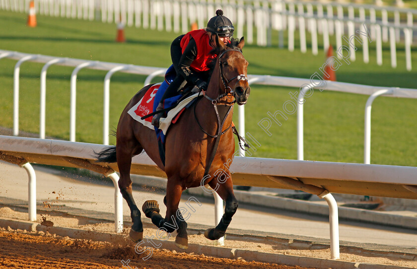 Enemy-0001 
 ENEMY training for The Red Sea Turf Handicap
King Abdulaziz Racecourse, Saudi Arabia 21 Feb 2024 - Pic Steven Cargill / Racingfotos.com