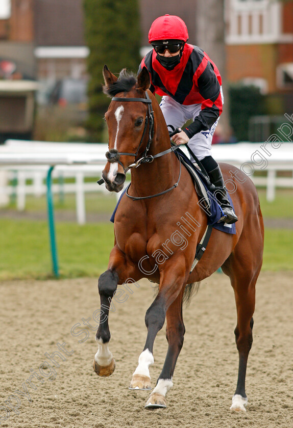 Ibn-Arabi-0002 
 IBN ARABI (Ben Curtis)
Lingfield 19 Feb 2021 - Pic Steven Cargill / Racingfotos.com