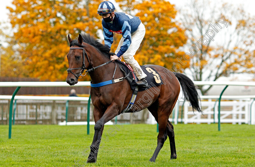 Bedford-Blaze-0001 
 BEDFORD BLAZE (Rob Hornby)
Newmarket 21 Oct 2020 - Pic Steven Cargill / Racingfotos.com