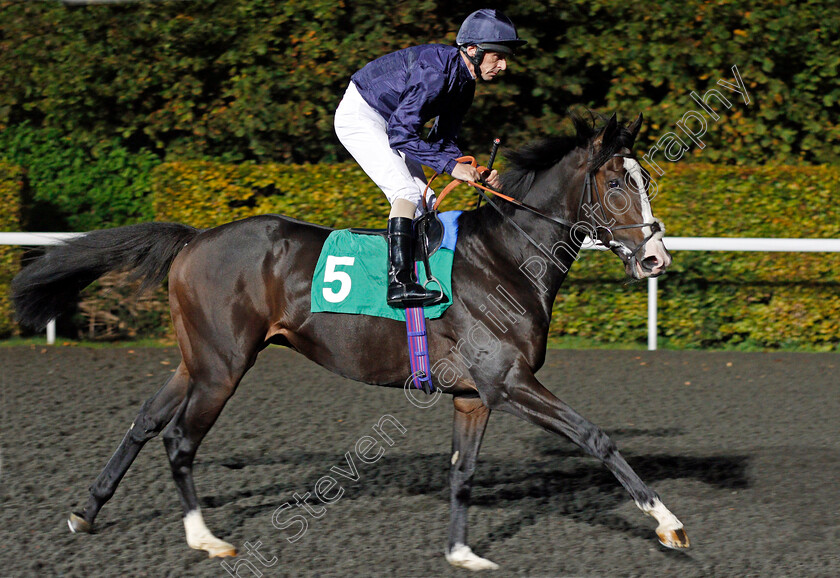 Comrade-In-Arms-0001 
 COMRADE IN ARMS (Ted Durcan) Kempton 18 Oct 2017 - Pic Steven Cargill / Racingfotos.com