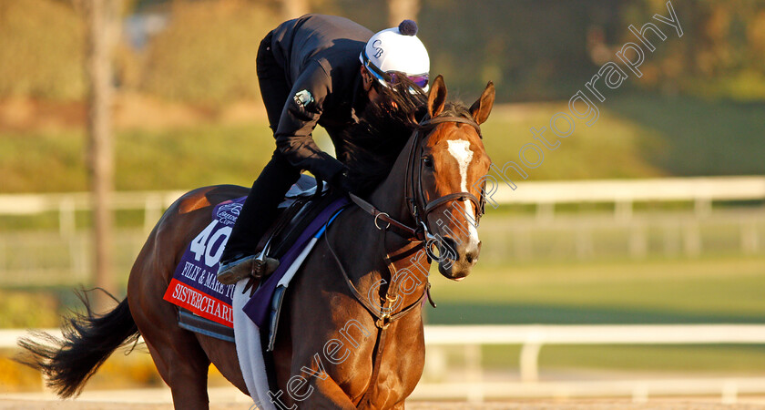 Sistercharlie-0001 
 SISTERCHARLIE training for The Breeders' Cup Filly & Mare Turf
Santa Anita USA 31 Oct 2019 - Pic Steven Cargill / Racingfotos.com