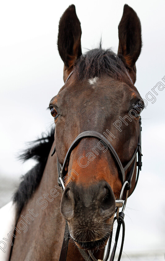 Might-Bite-0003 
 MIGHT BITE at Nicky Henderson's stable in Lambourn 20 Feb 2018 - Pic Steven Cargill / Racingfotos.com