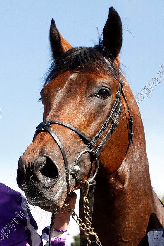 Magna-Grecia-0016 
 MAGNA GRECIA after The Qipco 2000 Guineas
Newmarket 4 May 2019 - Pic Steven Cargill / Racingfotos.com