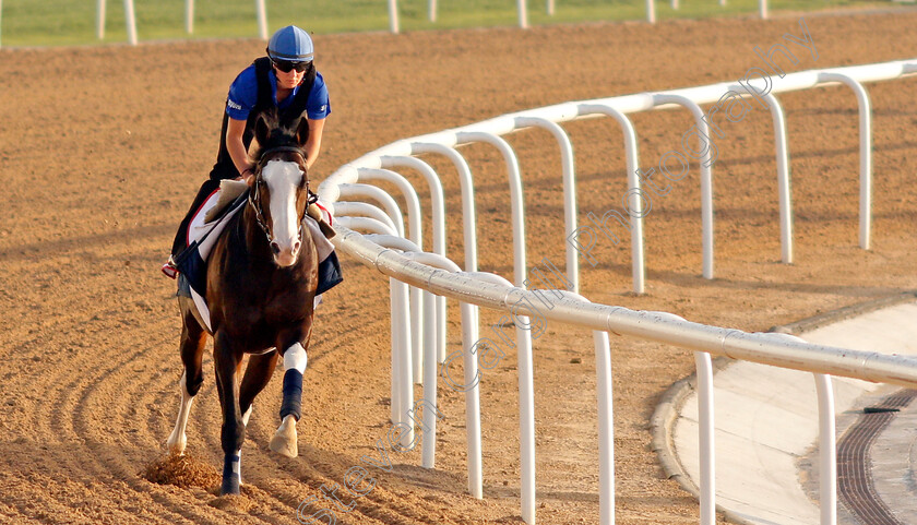 Talismanic-0006 
 TALISMANIC exercising in preparation for The Dubai World Cup Meydan 28 Mar 2018 - Pic Steven Cargill / Racingfotos.com