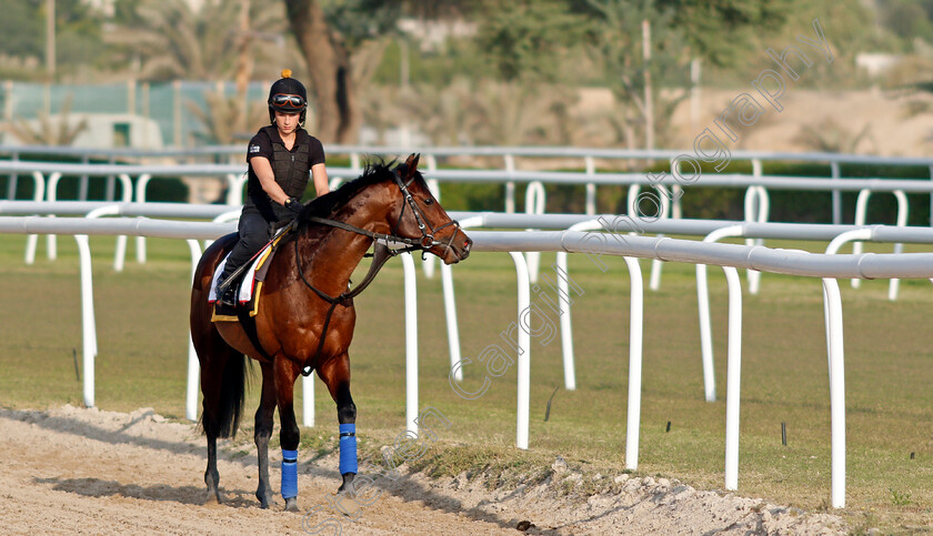 Bangkok-0003 
 BANGKOK training for the Bahrain International Trophy
Rashid Equestrian & Horseracing Club, Bahrain, 19 Nov 2020 - Pic Steven Cargill / Racingfotos.com