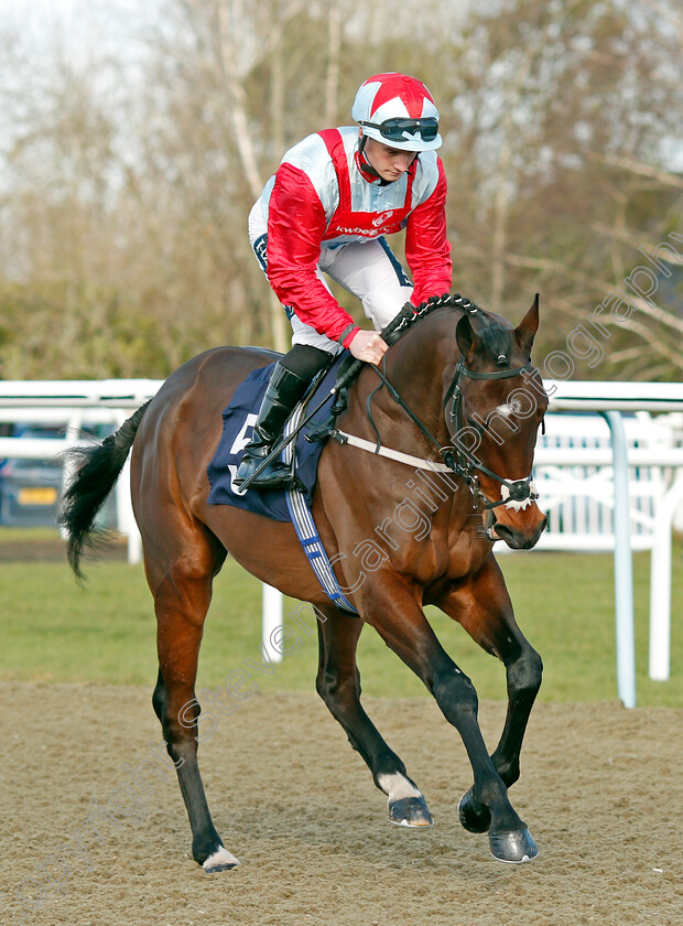 Fight-For-It 
 FIGHT FOR IT (Adam McNamara)
Lingfield 5 Feb 2022 - Pic Steven Cargill / Racingfotos.com