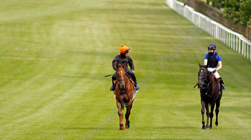 Addeybb-0006 
 ADDEYBB (left, Jason Favell) after working with IRISH ADMIRAL (right, Adam Farragher) in preparation for next week's Eclipse Stakes 
Newmarket 25 Jun 2021 - Pic Steven Cargill / Racingfotos.com