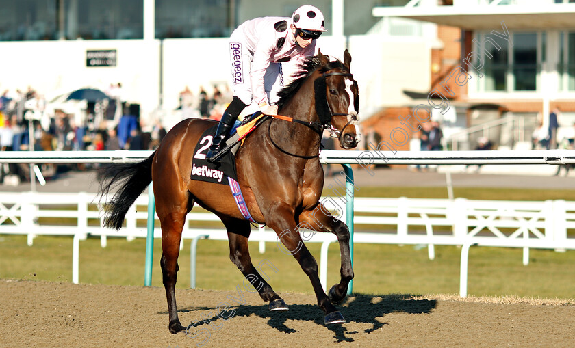 Chiefofchiefs-0001 
 CHIEFOFCHIEFS (David Probert)
Lingfield 23 Feb 2019 - Pic Steven Cargill / Racingfotos.com