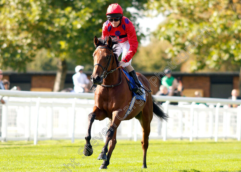 Dreamweaver-0001 
 DREAMWEAVER (Liam Keniry)
Salisbury 3 Oct 2018 - Pic Steven Cargill / Racingfotos.com