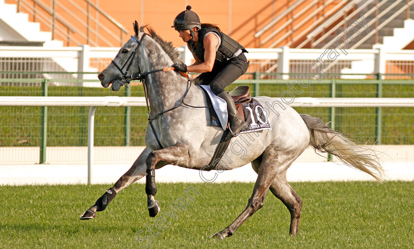 Librisa-Breeze-0002 
 LIBRISA BREEZE exercising in preparation for The Al Quoz Sprint Meydan 28 Mar 2018 - Pic Steven Cargill / Racingfotos.com