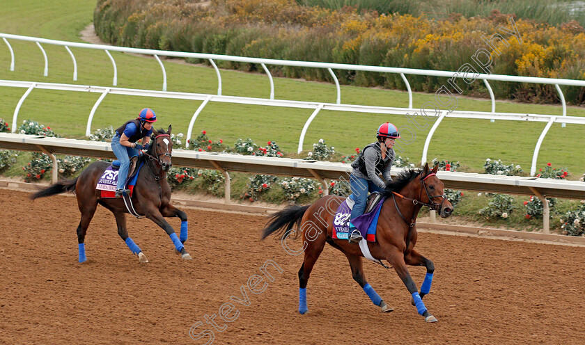 Untamed-Domain-0001 
 UNTAMED DOMAIN exercising at Del Mar USA in preparation for The Breeders' Cup Juvenile Turf 30 Oct 2017 - Pic Steven Cargill / Racingfotos.com