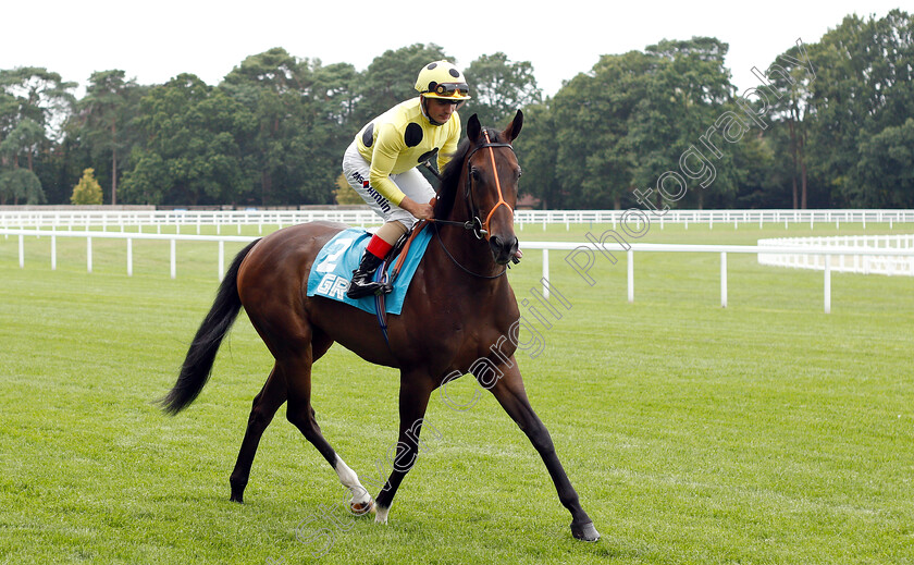 Cloak-Of-Spirits-0001 
 CLOAK OF SPIRITS (Andrea Atzeni) before The John Guest Racing British EBF Fillies Novice Stakes
Ascot 26 Jul 2019 - Pic Steven Cargill / Racingfotos.com