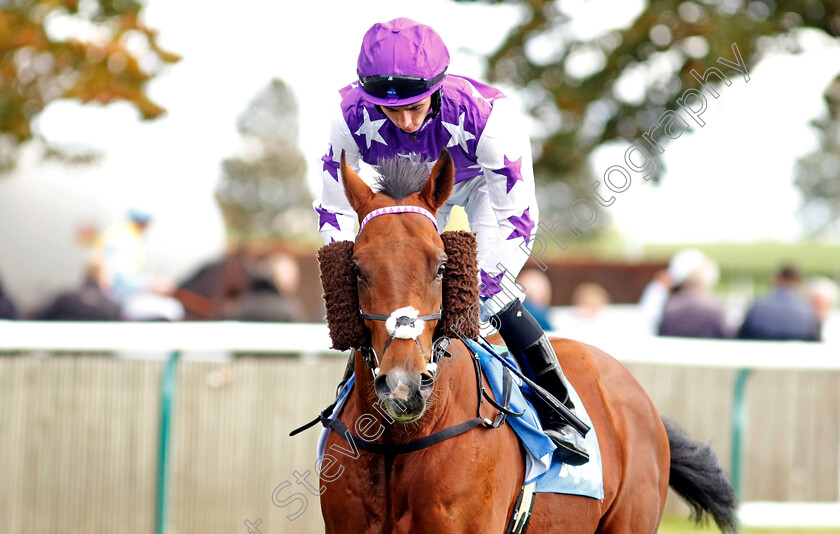 Remarkable-Force-0001 
 REMARKABLE FORCE (Rossa Ryan)
Newmarket 7 Oct 2022 - Pic Steven Cargill / Racingfotos.com