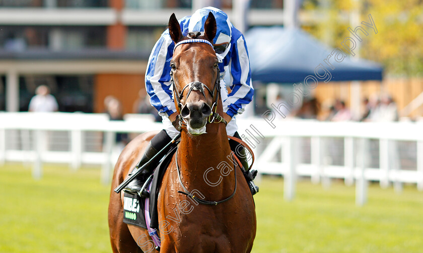 Donjuan-Triumphant-0001 
 DONJUAN TRIUMPHANT (Silvestre De Sousa)
Newbury 17 Aug 2019 - Pic Steven Cargill / Racingfotos.com