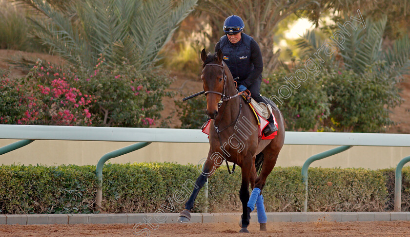 Called-To-The-Bar-0001 
 CALLED TO THE BAR preparing for the Turf Handicap
Riyadh Racecourse, Kingdom of Saudi Arabia 26 Feb 2020 - Pic Steven Cargill / Racingfotos.com