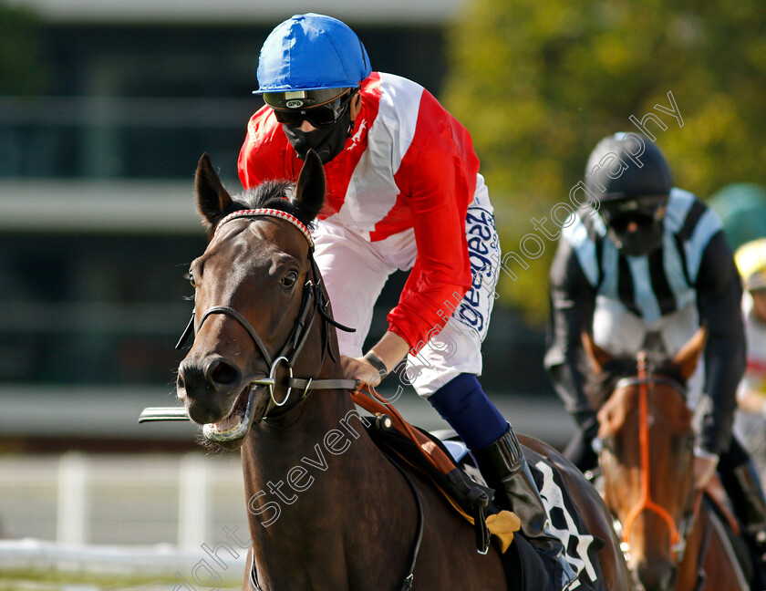 Twilight-Calls-0001 
 TWILIGHT CALLS (David Probert)
Newbury 18 Sep 2020 - Pic Steven Cargill / Racingfotos.com