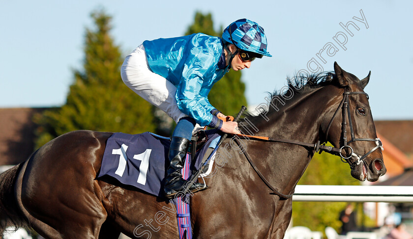 Sunset-Bay 
 SUNSET BAY (William Buick)
Lingfield 28 Oct 2021 - Pic Steven Cargill / Raingfotos.com