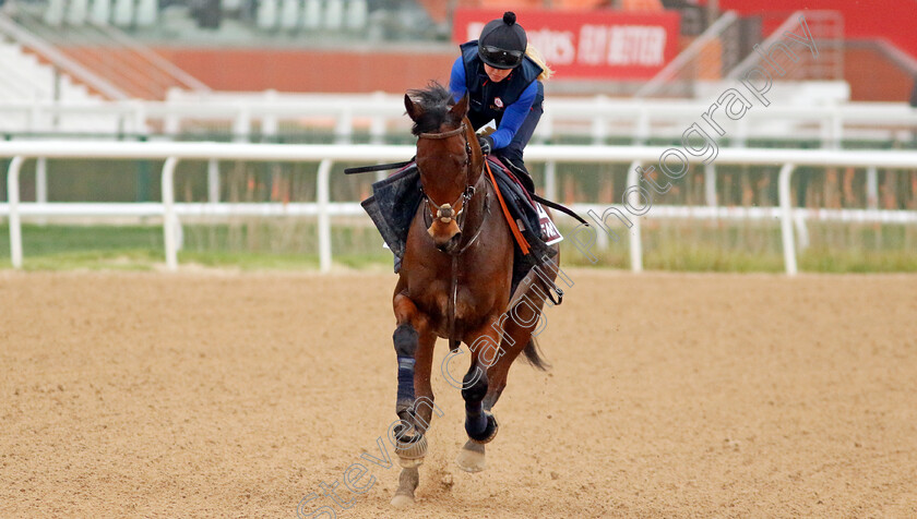 Enemy-0002 
 ENEMY training for The Dubai Gold Cup
Meydan Dubai 26 Mar 2024 - Pic Steven Cargill / Racingfotos.com