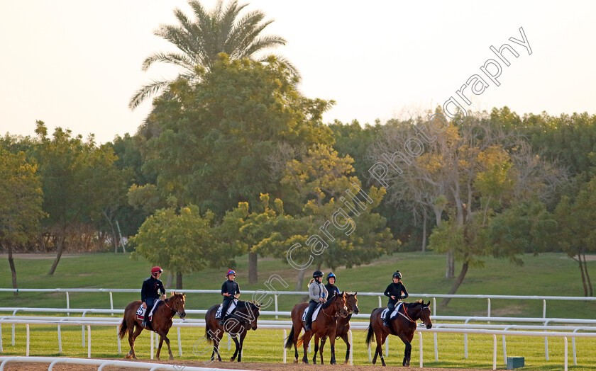 Meydan-0001 
 Horses return from training at the Dubai Racing Carnival
Meydan 1 Mar 2024 - Pic Steven Cargill / Racingfotos.com