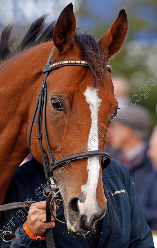 Faugheen-0001 
 FAUGHEEN parading at The Curragh 10 Sep 2017 - Pic Steven Cargill / Racingfotos.com