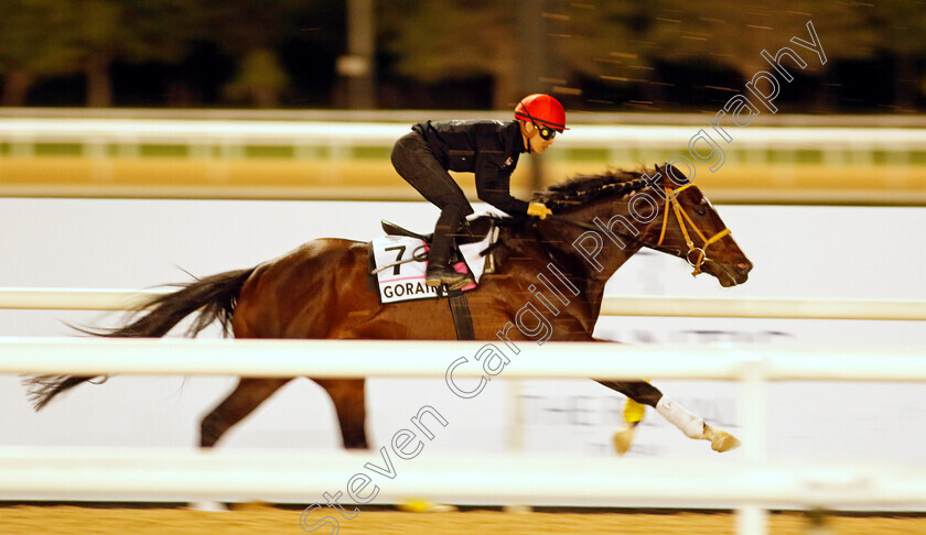 Goraiko-0001 
 GORAIKO training for The UAE Derby
Meydan, Dubai, 22 Mar 2023 - Pic Steven Cargill / Racingfotos.com