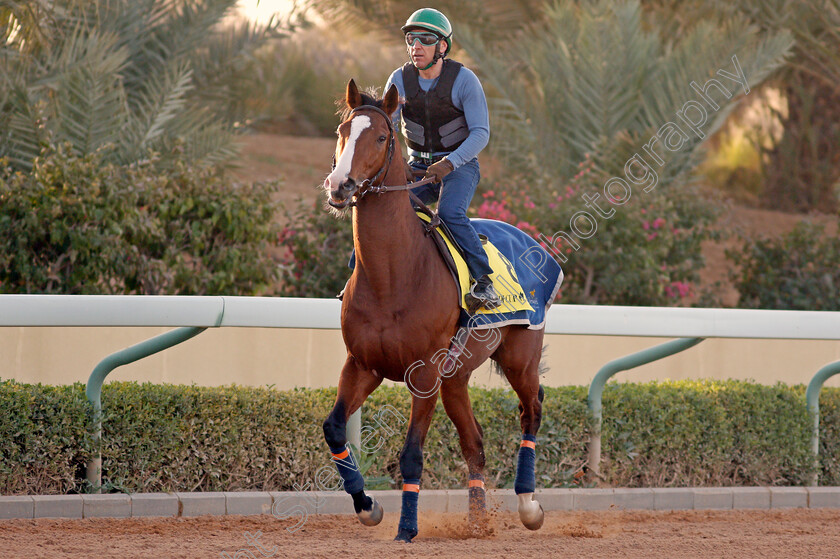 Royal-Youmzain-0001 
 ROYAL YOUMZAIN preparing for the Neom Turf Cup
Riyadh Racecourse, Kingdom of Saudi Arabia 26 Feb 2020 - Pic Steven Cargill / Racingfotos.com