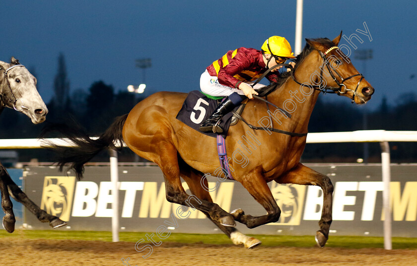 Rocking-Tree-0004 
 ROCKING TREE (Billy Loughnane) wins The Boost Your Acca At Betmgm Novice Stakes
Wolverhampton 9 Mar 2024 - Pic Steven Cargill / Racingfotos.com