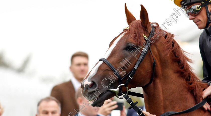 Stradivarius-0001 
 STRADIVARIUS (Frankie Dettori) before The Qatar Goodwood Cup
Goodwood 30 Jul 2019 - Pic Steven Cargill / Racingfotos.com