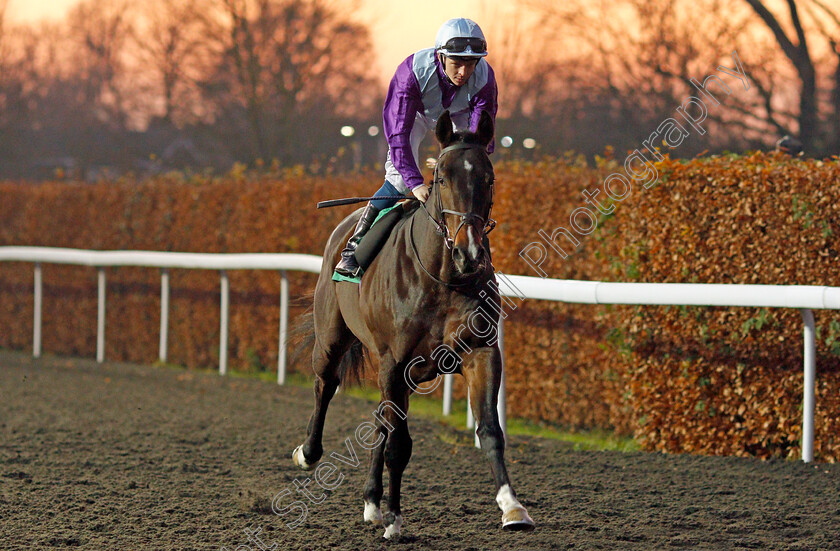 Never-Dark-0001 
 NEVER DARK (David Probert)
Kempton 4 Dec 2019 - Pic Steven Cargill / Racingfotos.com