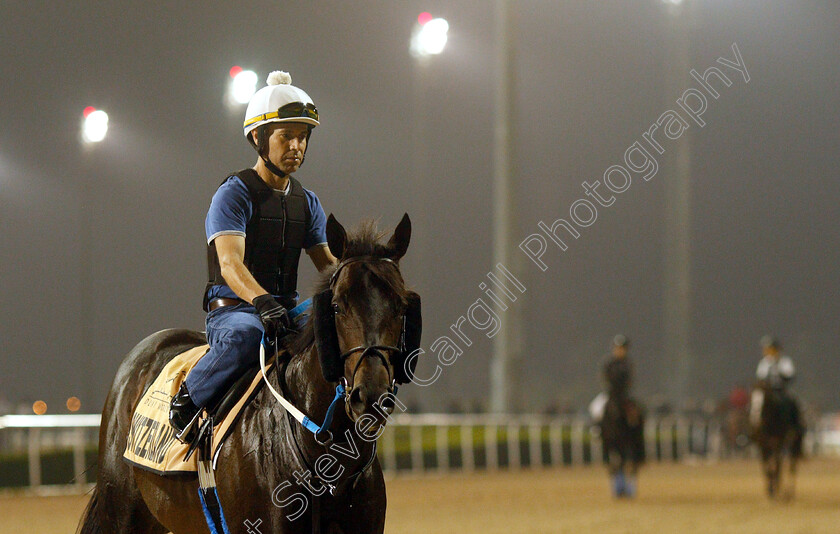 Switzerland-0002 
 SWITZERLAND training for The Golden Shaheen
Meydan 28 Mar 2019 - Pic Steven Cargill / Racingfotos.com