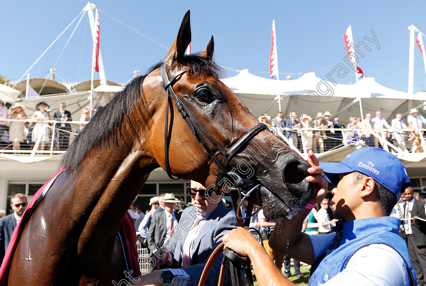 Wild-Illusion-0014 
 WILD ILLUSION (William Buick) after The Qatar Nassau Stakes
Goodwood 2 Aug 2018 - Pic Steven Cargill / Racingfotos.com