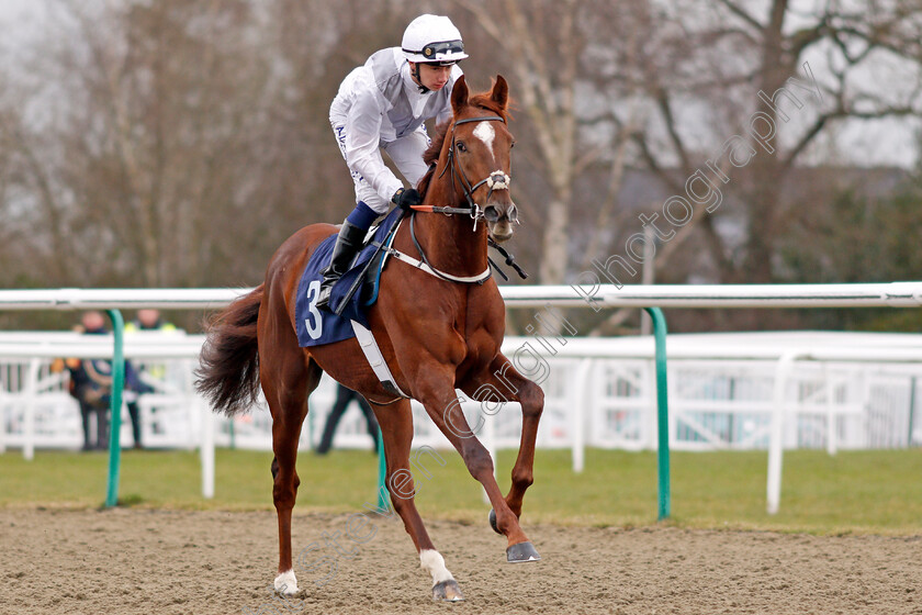 Sociologist-0001 
 SOCIOLOGIST (Osiin Murphy) Lingfield 2 Feb 2018 - Pic Steven Cargill / Racingfotos.com