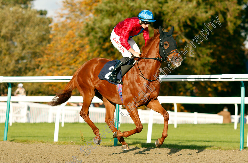 Alvediston 
 ALVEDISTON (Tom Marquand)
Lingfield 28 Oct 2021 - Pic Steven Cargill / Raingfotos.com